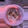 plant/Rooted/Sprouted Mystery Corms-0-thumbnail