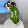 plant/H. vitellinoides - 3 inch pot-1-thumbnail