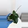 plant/H. ‘Genieve’ - 3 inch pot-2-thumbnail