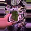 plant/Pink Mint Polly Pup-0-thumbnail