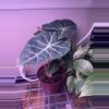 plant/Pink Dragon Corms-0-thumbnail
