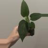 plant/Dreamweaver x Pap Ree Gardens-0-thumbnail