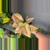 plant/Aglaonema cotton candy #3-0-thumbnail