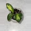 plant/H. mindorensis cv. 'Purple Star' variegated - 3 inch pot-1-thumbnail