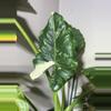 plant/Macc Corms-0-thumbnail