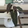 plant/Dark and Handsome x Red Velvet-0-thumbnail