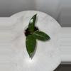plant/H. ‘Cotton Candy’ - 3 inch pot-1-thumbnail