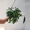 plant/Hoya wayetii-0-thumbnail
