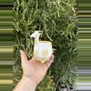 plant/Georgie Giraffe/ no drainage-0-thumbnail