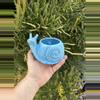 plant/Snail’s pace/ no drainage-0-thumbnail