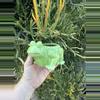 plant/Ribbit/ no drainage-0-thumbnail