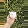 plant/Paulie pig / no drainage-0-thumbnail