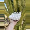 plant/White shell/ no drainage-0-thumbnail