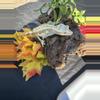 plant/Snow White Female harlequin white spots drippy floppy tail.-0-thumbnail