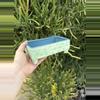 plant/Lg Bonsai ceramic green-0-thumbnail