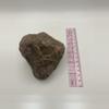 plant/Chocolate Jasper - 1lb 6.30oz-3-thumbnail