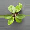 plant/Hoya vitellina IML 0452 (Fka fuscamarginata)-0-thumbnail