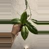 plant/Hoya vitellinoides-0-thumbnail