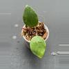 plant/Hoya AH bird of paradise (the smaller leaf one I’m told)-0-thumbnail