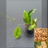 plant/Hoya sp. ‘Tenaru rv. Solomon Is.’ IML 0407-0-thumbnail
