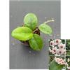 plant/Hoya ‘Mary Alice’ RHM-066-0-thumbnail