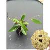 plant/Hoya ‘Linh’ (MB1065)-0-thumbnail