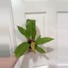 plant/Philodendron Prince of Orange-0-thumbnail