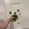 plant/Pilea Peperomiodes “Chinese Money Plant”-0-thumbnail