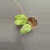 plant/Hoya Svetlana EPC 959-0-thumbnail