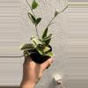 plant/Hoya incrassata albo -0-thumbnail