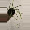 plant/Hoya insularis -0-thumbnail