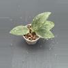plant/Hoya verticillata (former wibergiae IML 1618)-0-thumbnail