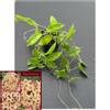 plant/Hoya limoniaca-0-thumbnail