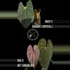 plant/NP11 [BVEP x (Avium x Crystal)] X (RA5 x Hot Chocolate) select-3-thumbnail
