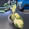 plant/Hoya Merrilli Var-0-thumbnail