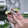 plant/Hoya Crassipetiolata Var (small leaves, fresh cut)-0-thumbnail