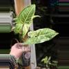 plant/451-Variegated Syngonium Batik unrooted cutting gorgeous color😍-0-thumbnail