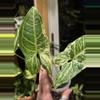 plant/451-Variegated Syngonium Batik unrooted cutting gorgeous color😍-2-thumbnail