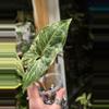plant/451-Variegated Syngonium Batik unrooted cutting gorgeous color😍-1-thumbnail