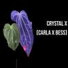 plant/NP17 [Crystal x (Carla x Bess)] X Open-4-thumbnail