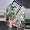 plant/Syngonium Albo (Rooted in H2O- Shipped in Moss)-0-thumbnail