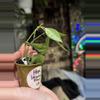 plant/459-Hoya Lacunosa Mint x2 unrooted cuttings in Fluval mix-0-thumbnail