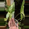 plant/451-Variegated Syngonium Batik unrooted cutting gorgeous color😍-3-thumbnail