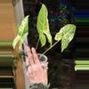 plant/451-Variegated Syngonium Batik unrooted cutting gorgeous color😍-4-thumbnail