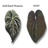 plant/NP19 AUS Dark Phoenix X RVDP-4-thumbnail