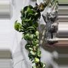 plant/Hoya Mauna Loa-0-thumbnail