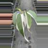 plant/Epi white pearl -0-thumbnail