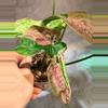 plant/Syngonium pink pastel lava-2-thumbnail