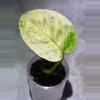 plant/Japanese global epipremnum rooted with new growth-0-thumbnail