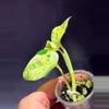 plant/Japanese global epipremnum-2-thumbnail